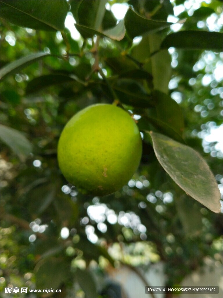 枝头青柠檬