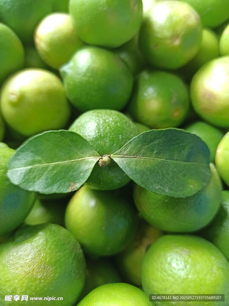 新鲜青柠带叶特写