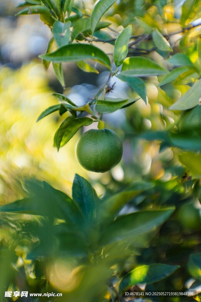 枝头青果 绿意盎然