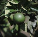 枝头青果