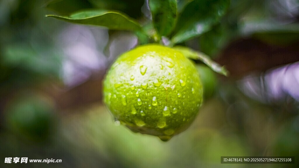 挂枝青柠带水珠
