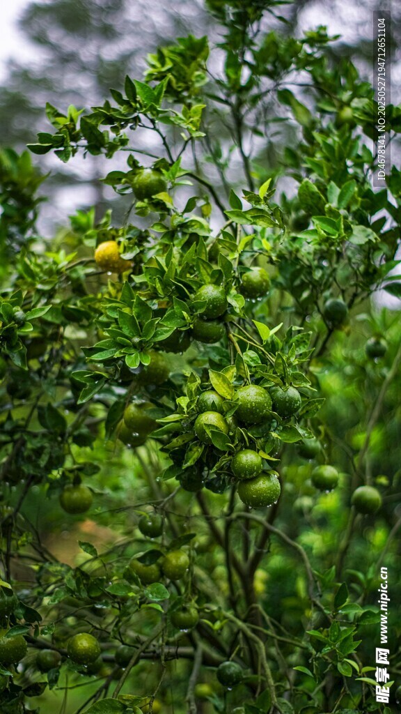 绿叶繁茂的绿色植物