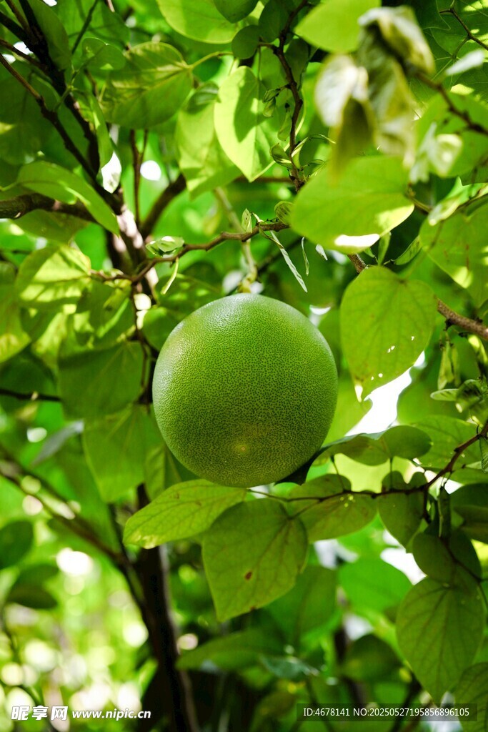 枝头青苹果