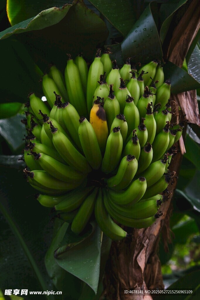 树上成串的青香蕉