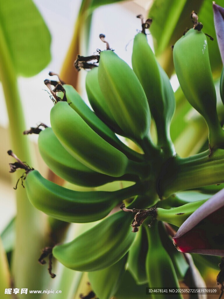 未成熟的青绿香蕉串