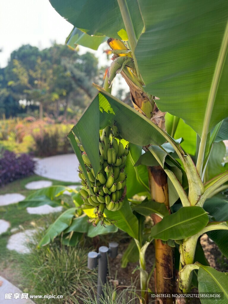 小径旁的香蕉植株景观