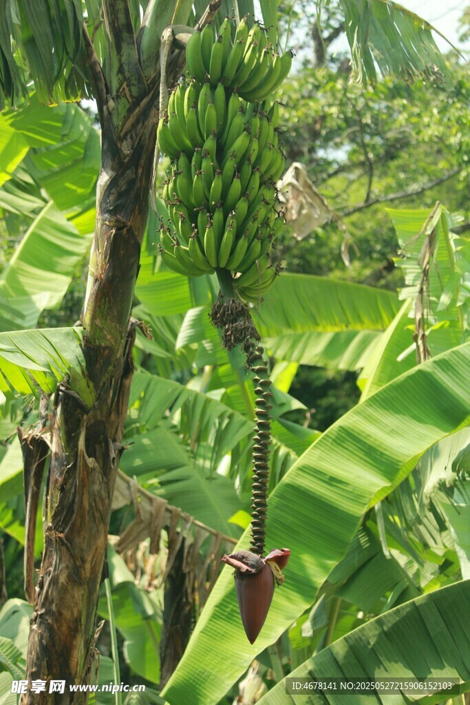 繁茂香蕉林景象