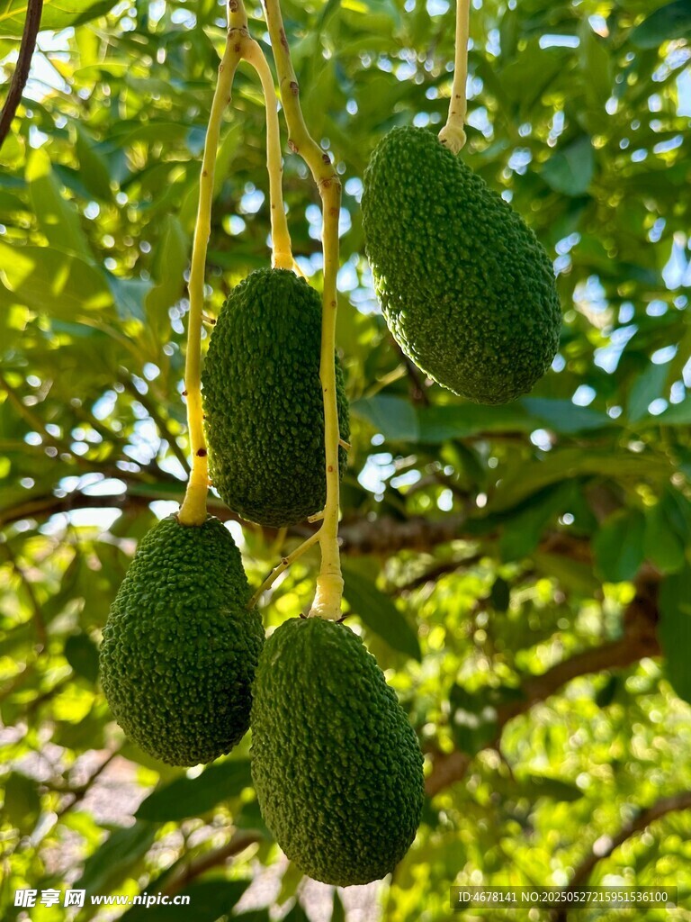 树上悬挂的新鲜牛油果