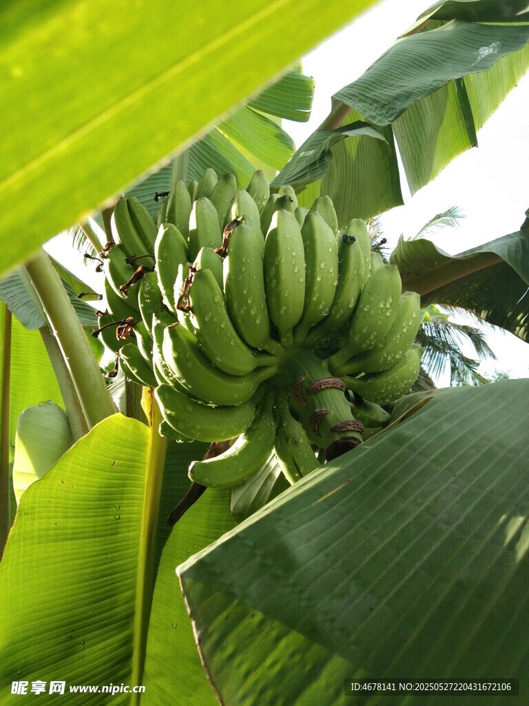 树上成串的青绿香蕉