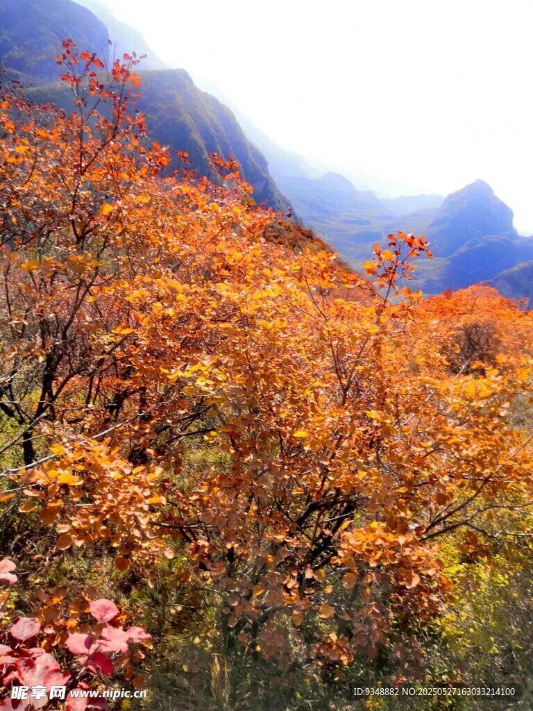 秋日山林绚烂景致