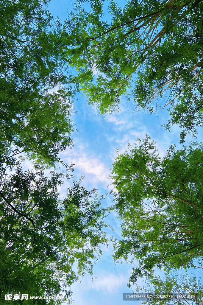 仰望蓝天绿树间的景致