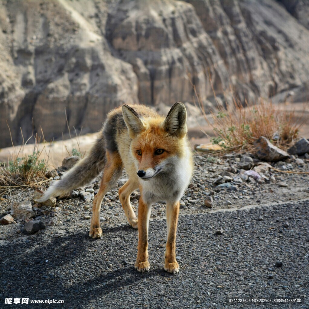 公路上独行的野生狐狸