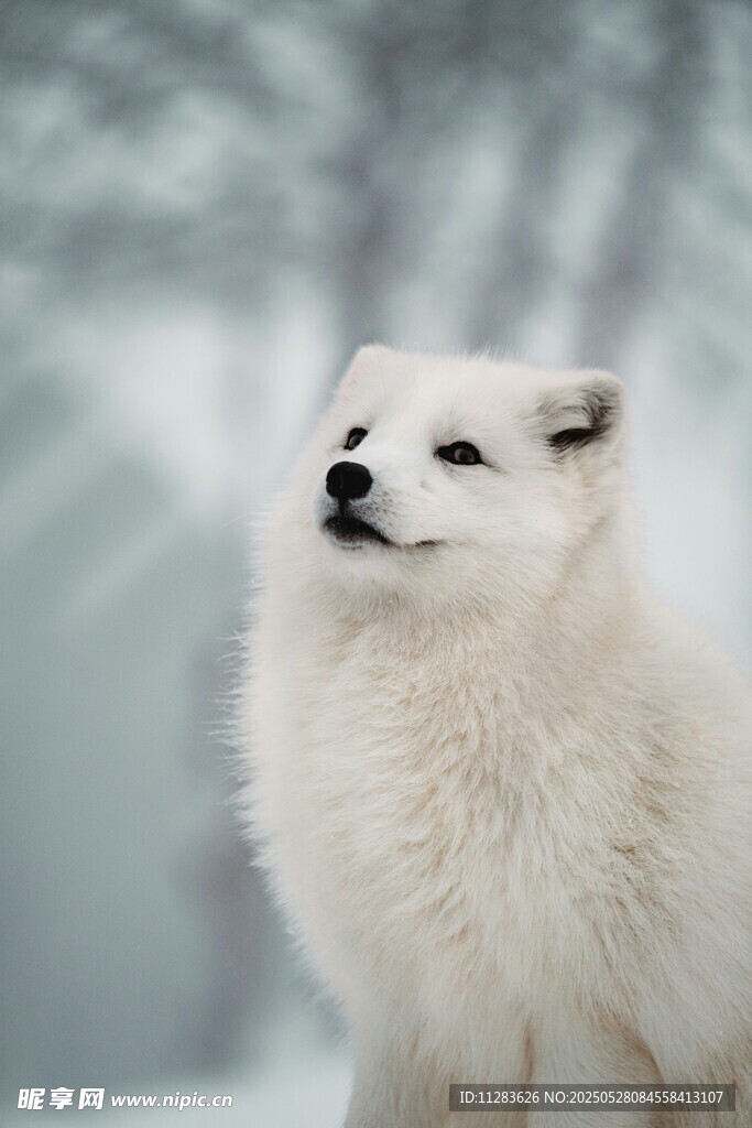雪地中的白色萨摩耶犬