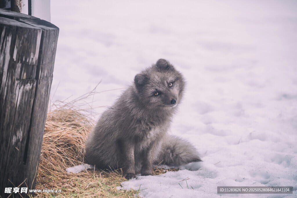 雪地中的小狐狸