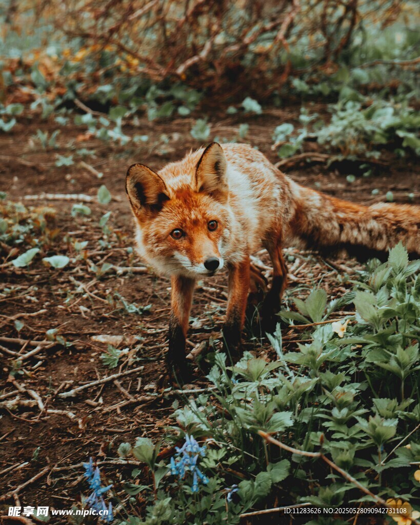 野外觅食的红狐狸