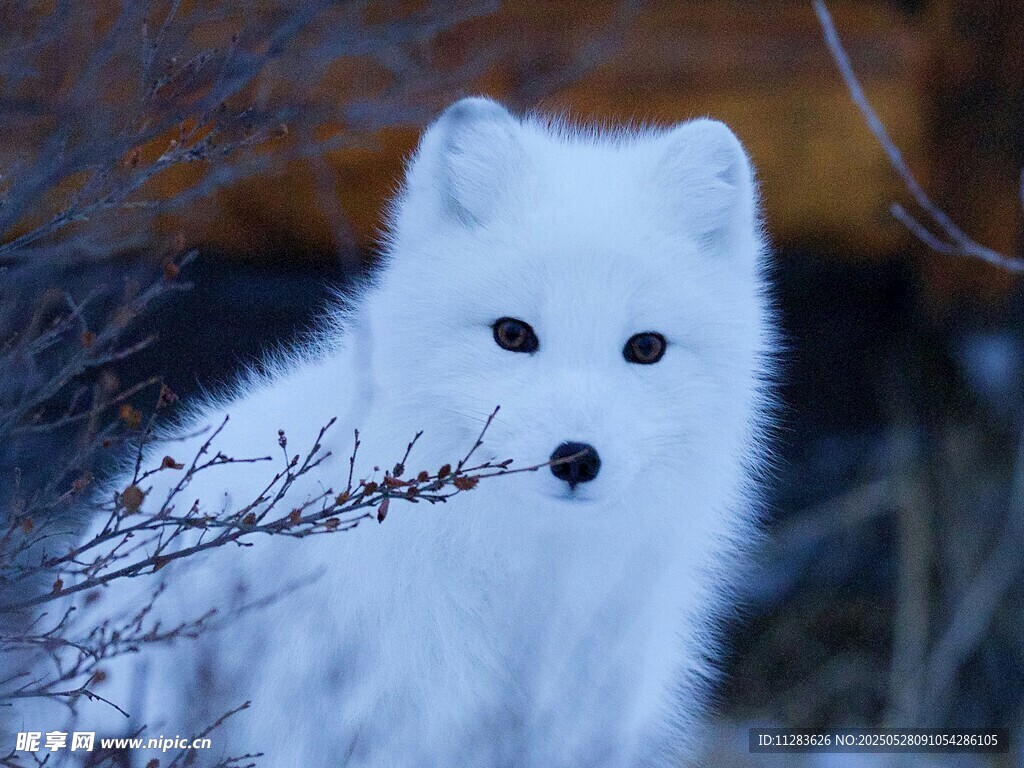 雪地中的白狐