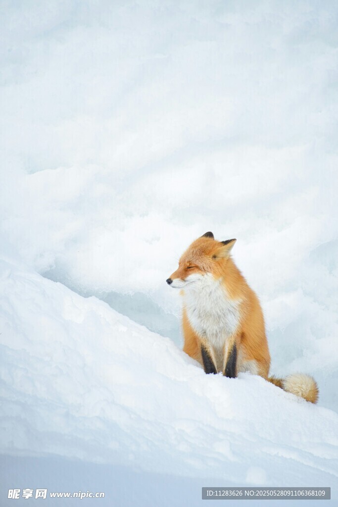 雪地中的红狐