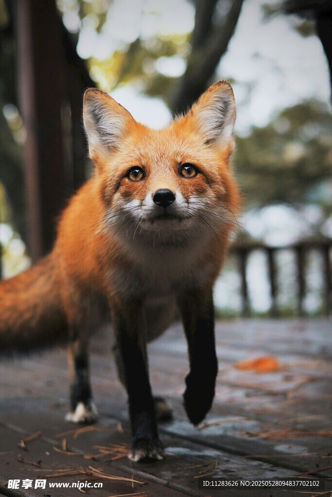 行走的红狐狸
