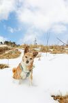 雪地中奔跑的欢乐小柯基