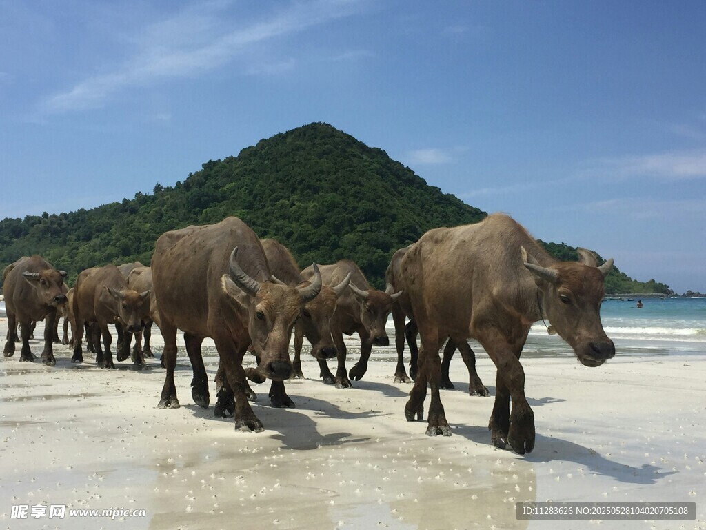 海滩上的牛群漫步
