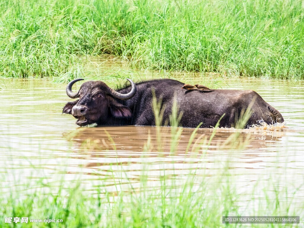 水中休憩的水牛