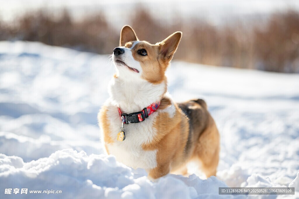 雪地中的可爱柯基犬