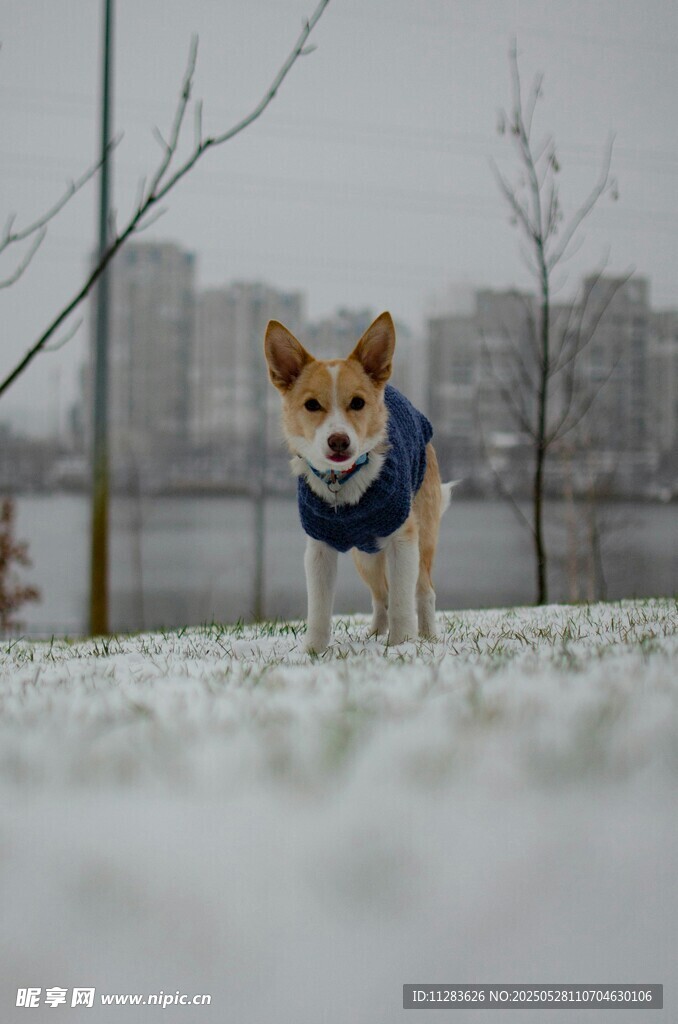 雪中小柯基穿蓝围脖