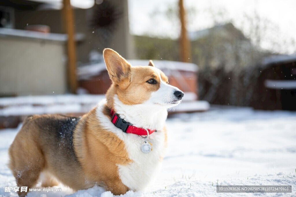 雪地中的可爱柯基犬