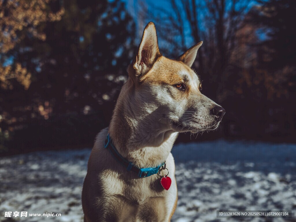 雪地中的可爱狗狗
