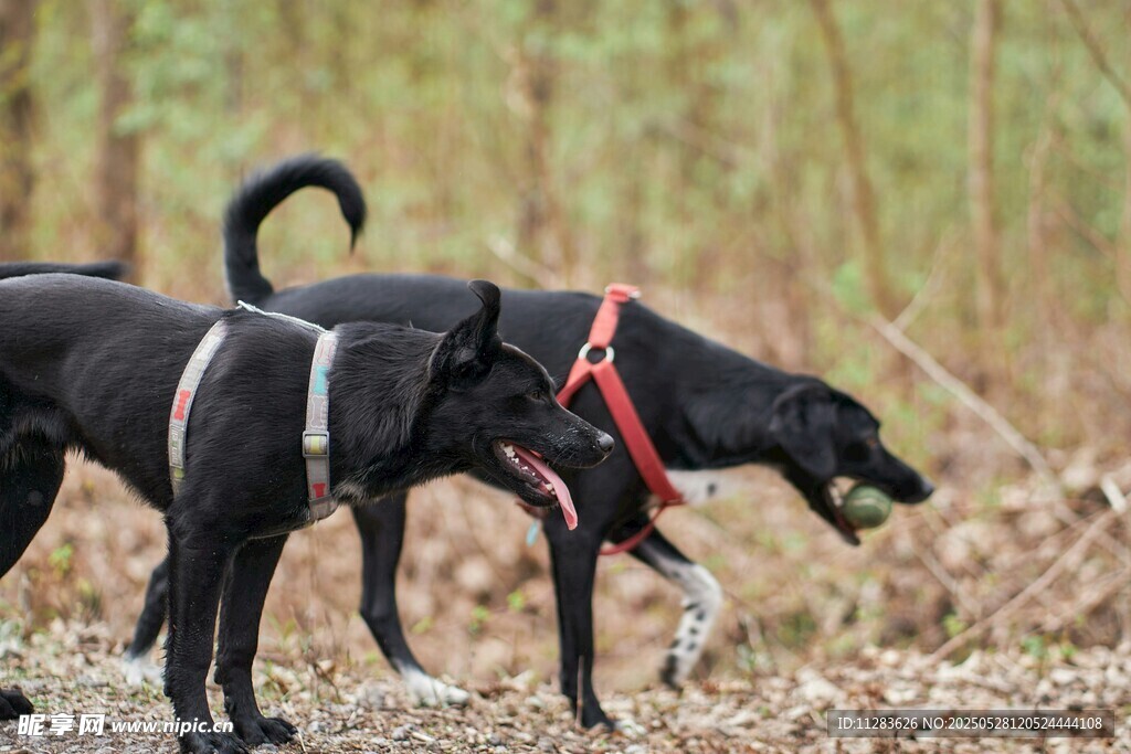 两只戴牵引绳的黑色猎犬