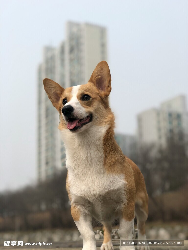 可爱柯基站立眺望远方
