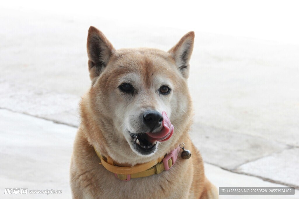 可爱柴犬吐舌咧嘴卖萌