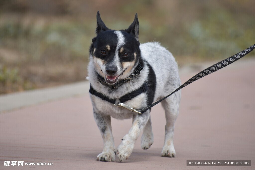 黑白犬被牵引在路上行走