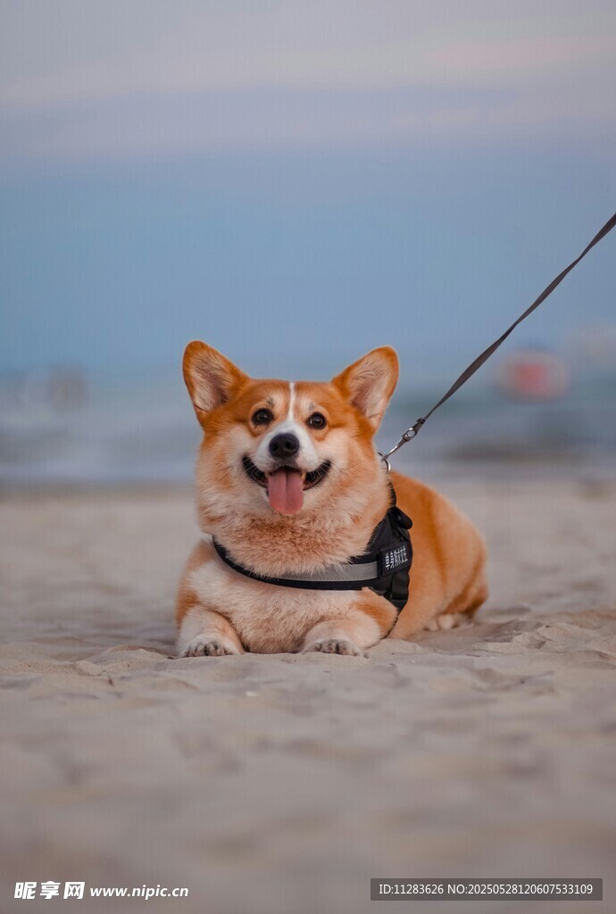 沙滩上惬意的柯基犬