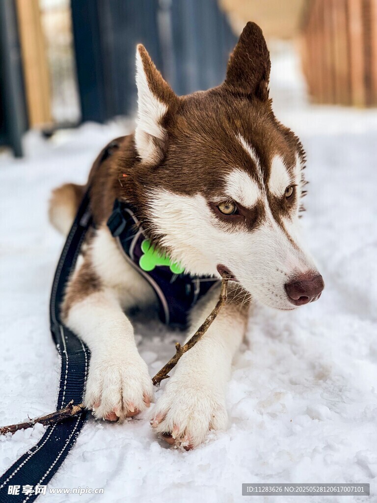 雪地中趴着的帅气哈士奇
