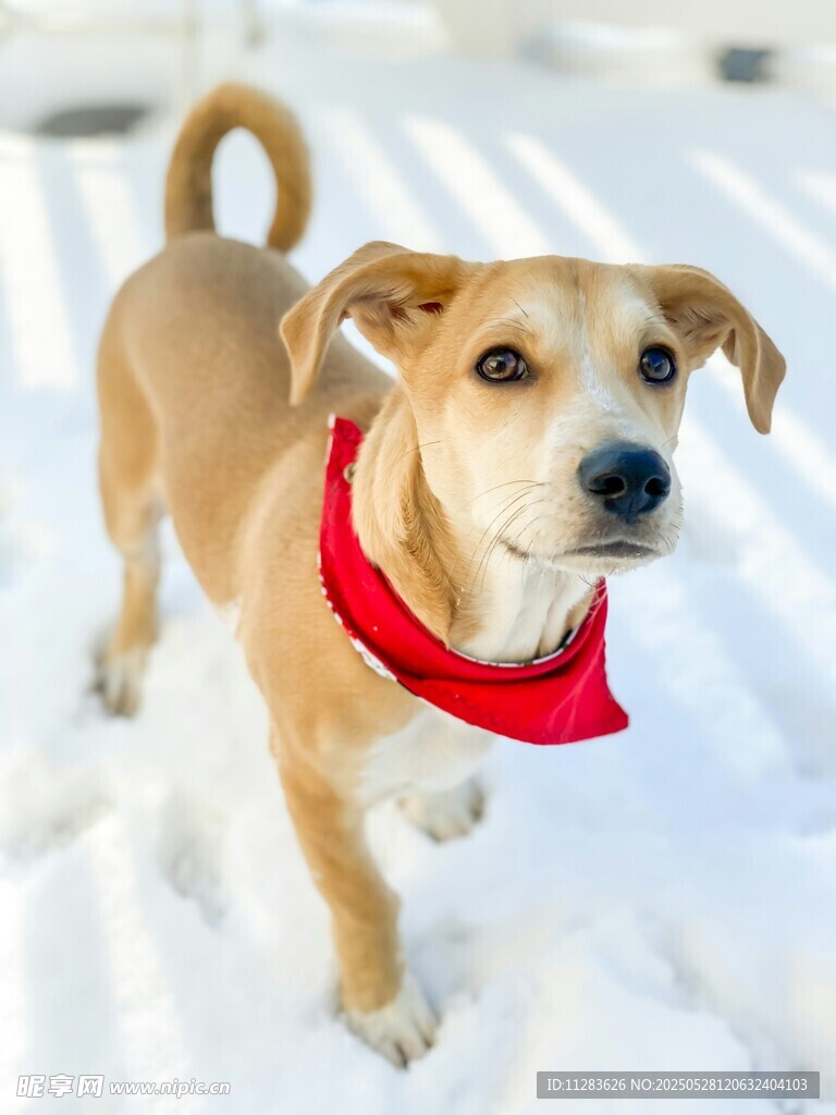 雪地中戴红巾的可爱小狗