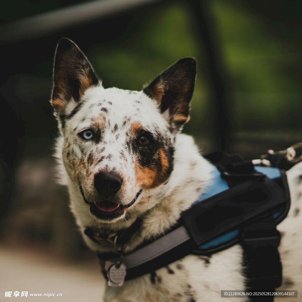 斑点犬穿背带神情专注