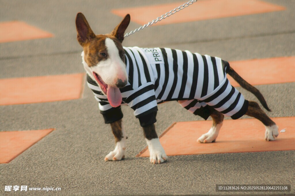 穿条纹衣的可爱斗牛犬