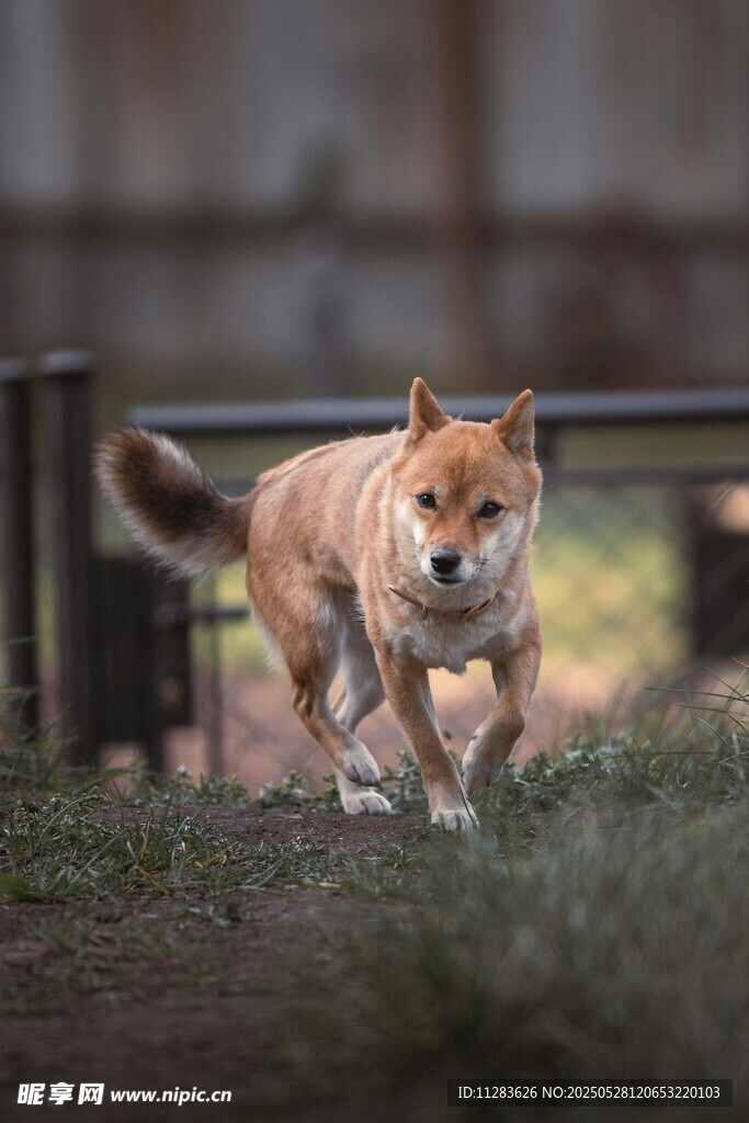 奔跑的柴犬