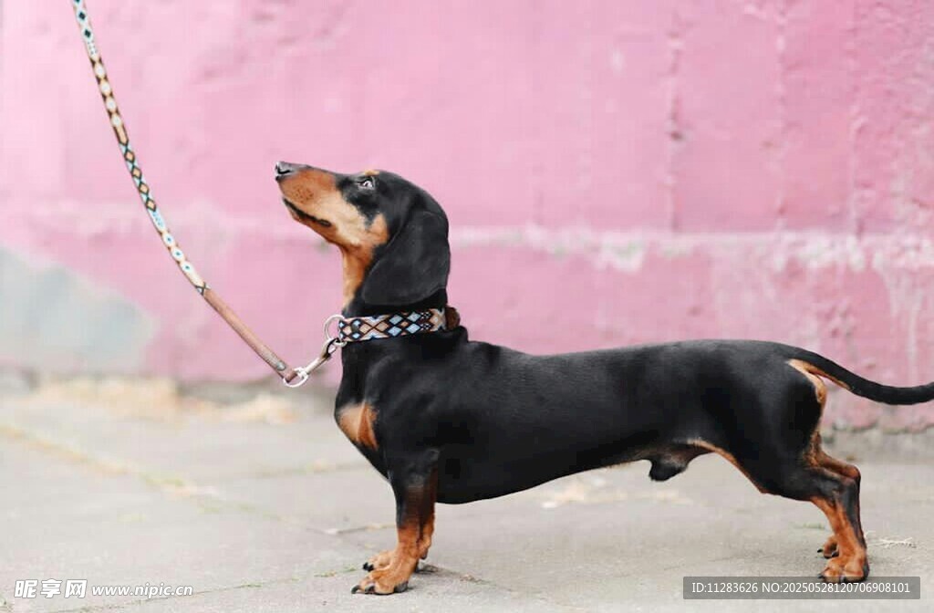 黑色腊肠犬站立模样