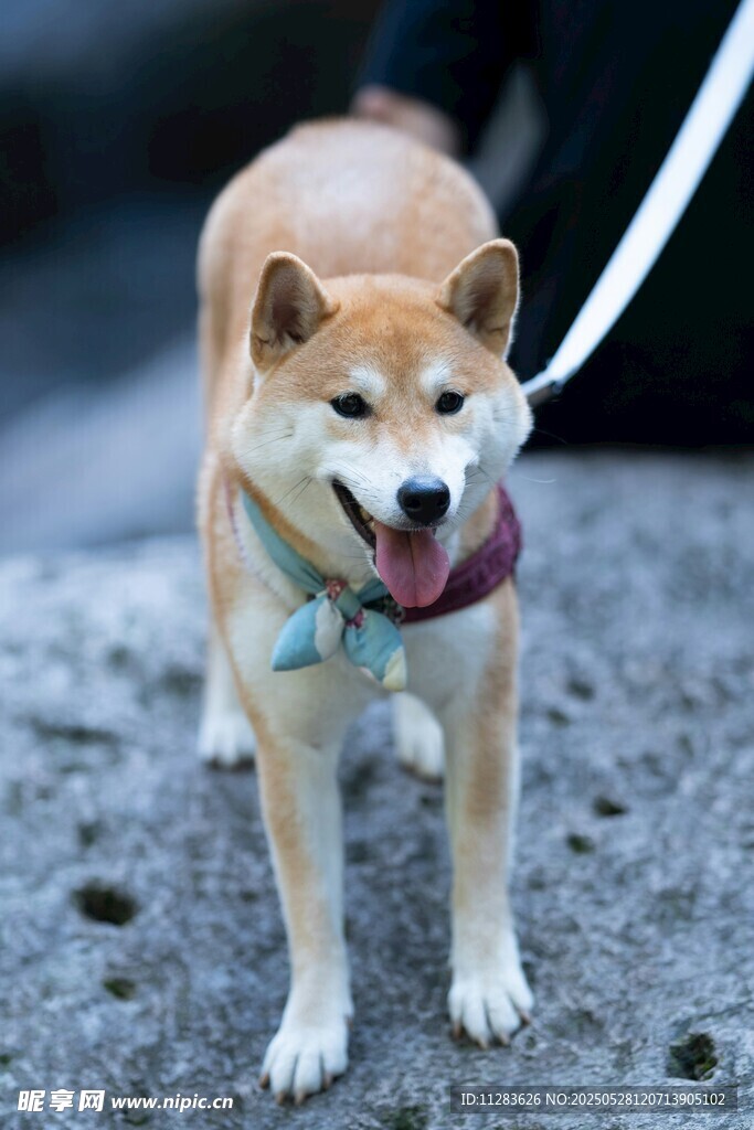 可爱柴犬吐舌站在户外