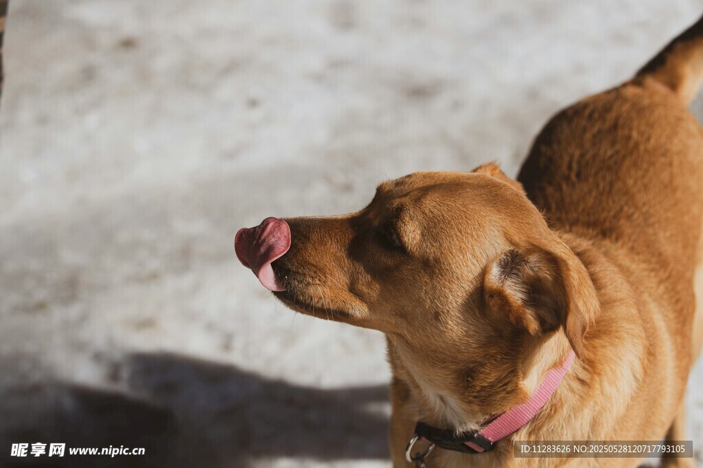 吐舌的可爱棕色宠物犬