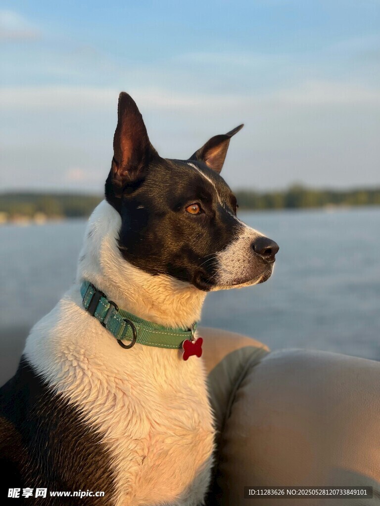湖畔萌犬眺望美好时光