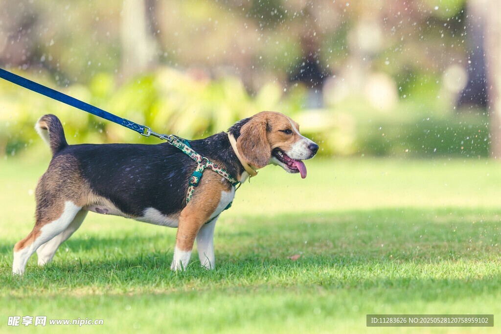 草地上的可爱牵绳小猎犬
