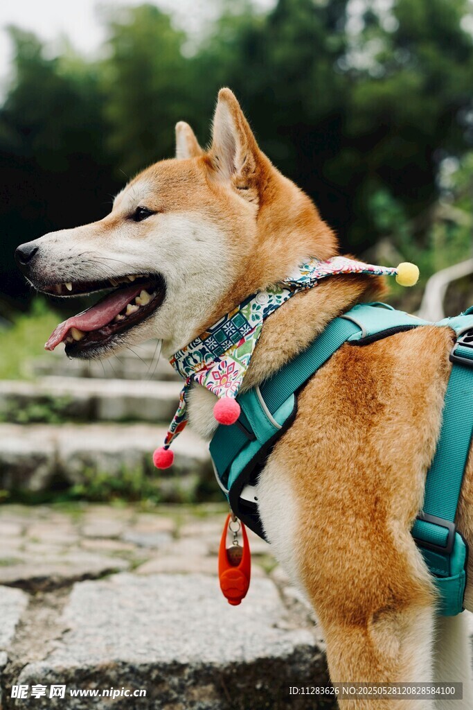 帅气柴犬佩戴亮眼装备