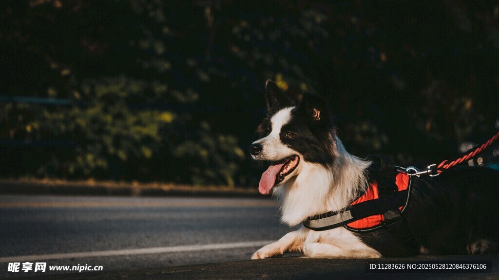 奔跑的边牧