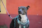 帅气牵绳比特犬
