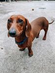 可爱腊肠犬户外呆萌模样