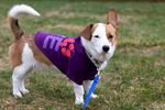 穿紫色衣服的可爱小猎犬