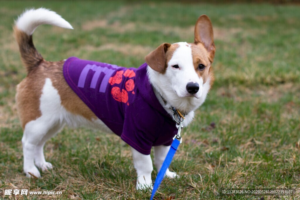 穿紫色衣服的可爱小猎犬